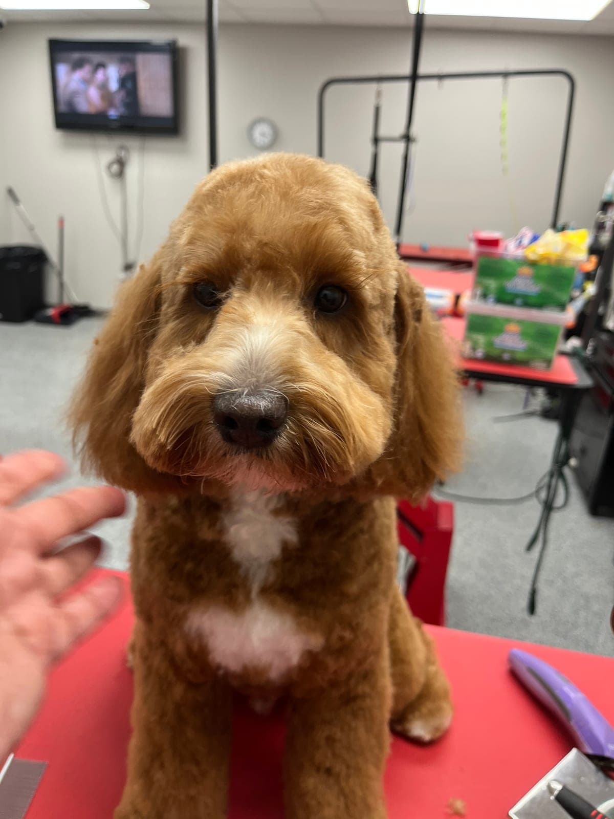 Apricot doodle with a neatly trimmed teddy-bear cut after grooming