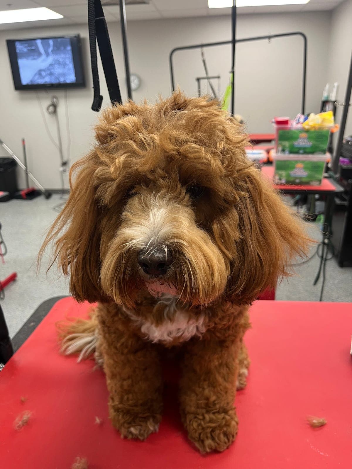 Apricot doodle with shaggy, overgrown coat before grooming