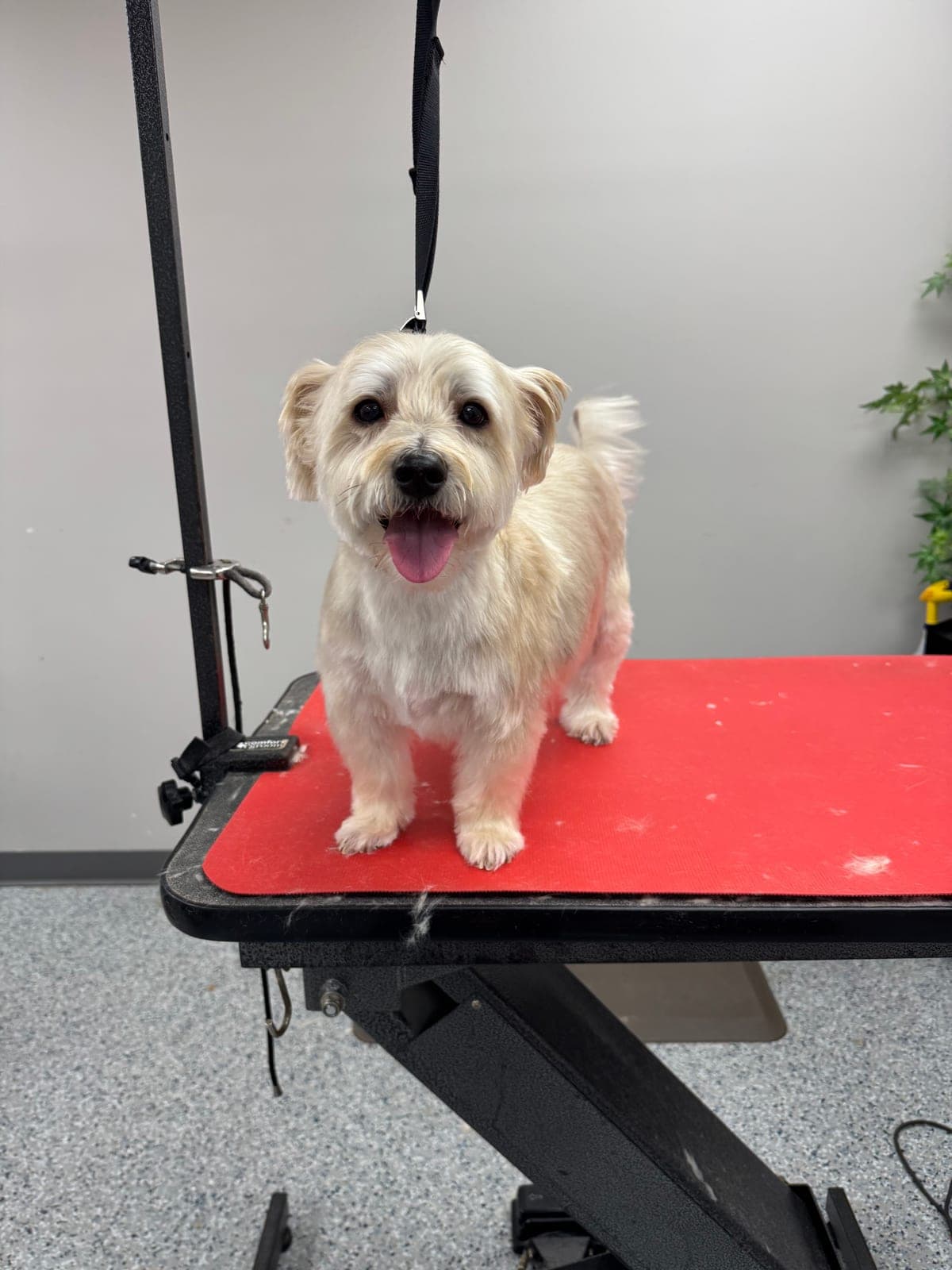 Cream terrier looking fluffy and freshly trimmed after grooming
