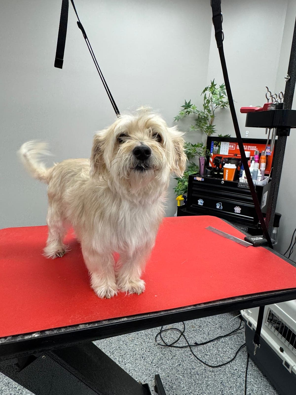 Cream terrier with a scruffy coat before grooming